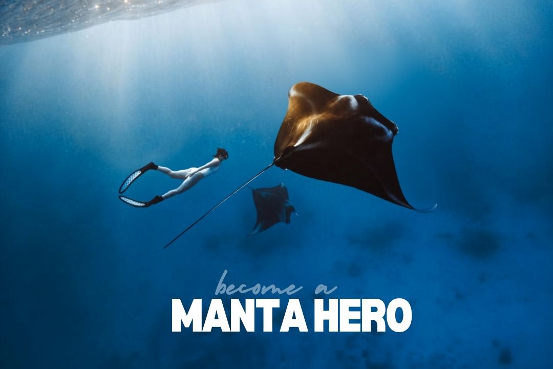 Become a Manta Hero this World Manta Day | Snorkeller swimming with a reef manta ray at Lady Elliot Island on the Great Barrier Reef