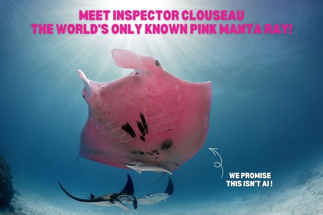 Inspector Clouseau, the world’s only known pink manta ray, swimming at Lady Elliot Island