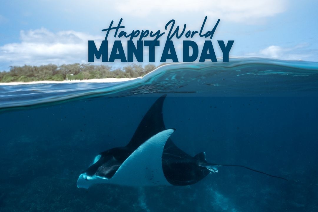 Reef manta ray swimming beside Lady Elliot Island for World Manta Day on the Great Barrier Reef