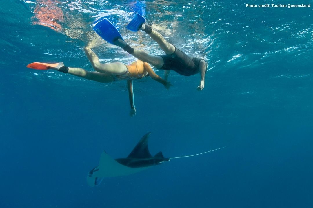Snorkellers watching a manta ray swim below them at Lady Elliot Island on the Great Barrier Reef