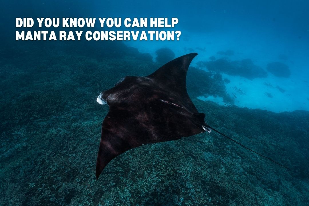 Reef manta ray at Lady Elliot Island highlighting how visitors can help manta ray conservation