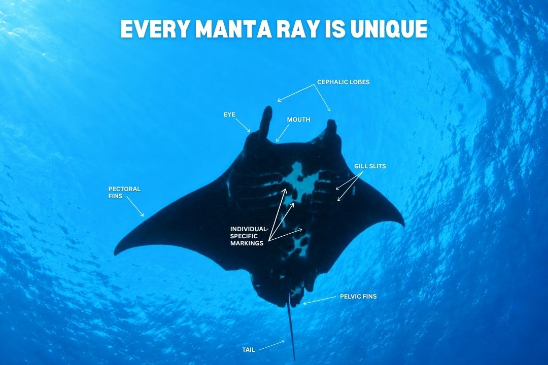 manta blog5