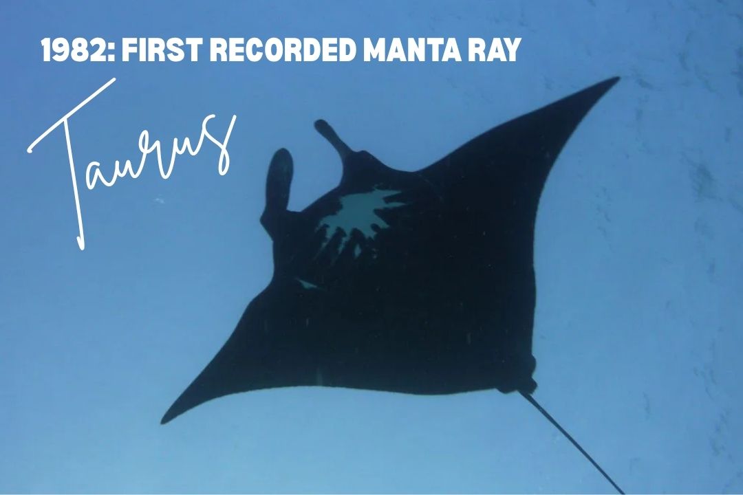 Taurus, a melanistic manta ray first photographed at Lady Elliot Island in 1982