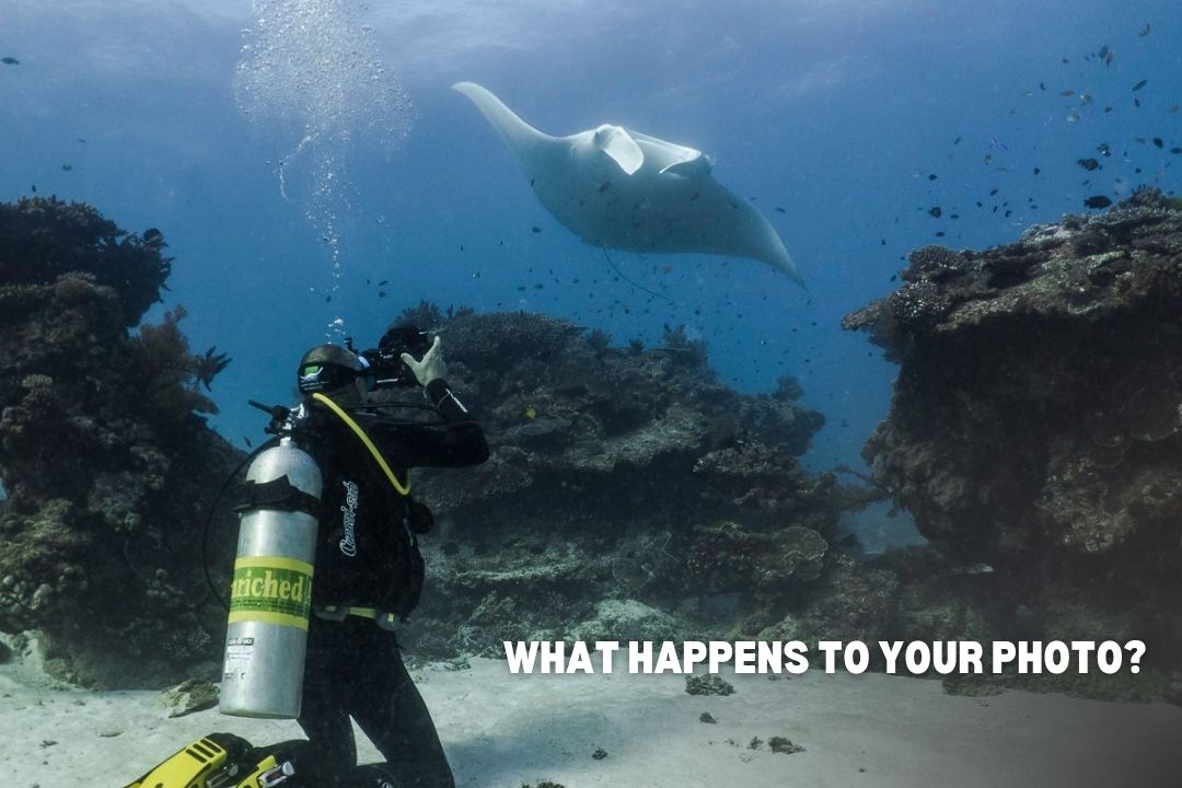 Lady Elliot Team Member, Kym, photographing a manta ray at Lady Elliot Island for manta ray research while scuba diving