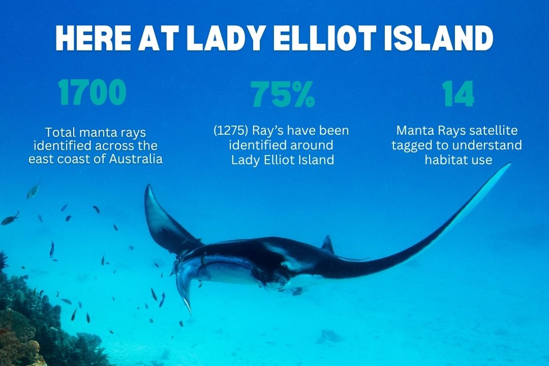 Project Manta statistics showing 1,700 manta rays identified on Australia’s east coast, including 1,275 around Lady Elliot Island