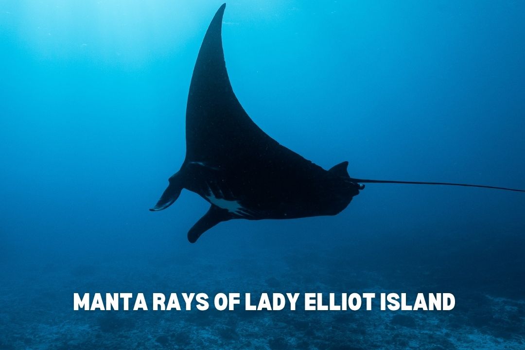 Reef manta ray gliding through blue water at Lady Elliot Island, Home of the Manta Ray