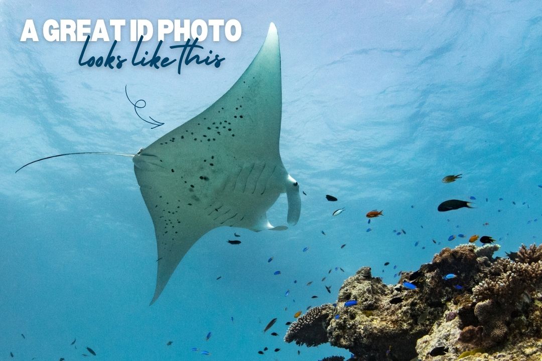 Clear view of a manta ray underside and unique markings suitable for Project Manta photo identification